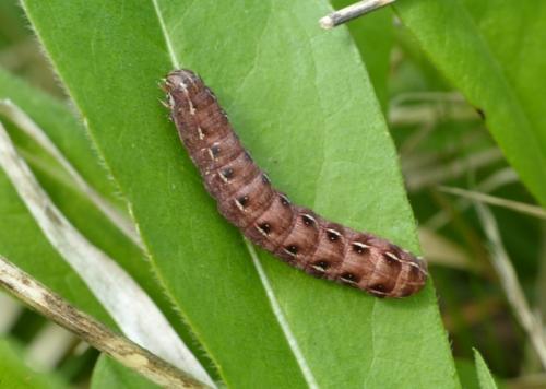 Cerastis rubricosa